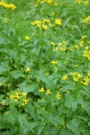 Arrowleaf Groundsel