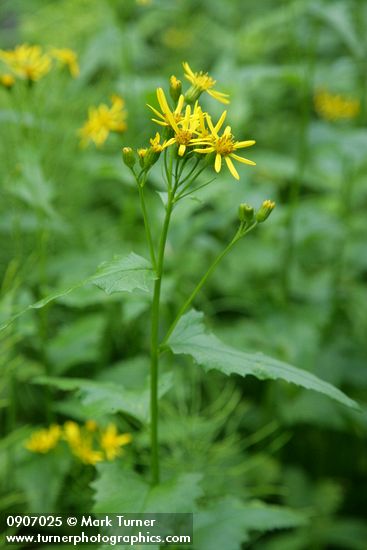 Senecio triangularis