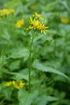 Arrowleaf Groundsel blossoms & foliage