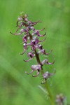 Elephant's Head Lousewort blossoms