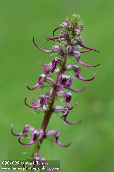 Pedicularis groenlandica