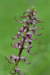 Elephant's Head Lousewort blossoms