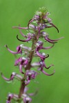 Elephant's Head Lousewort blossoms