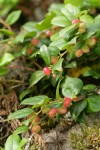 Oregon Wintergreen blossoms & foliage