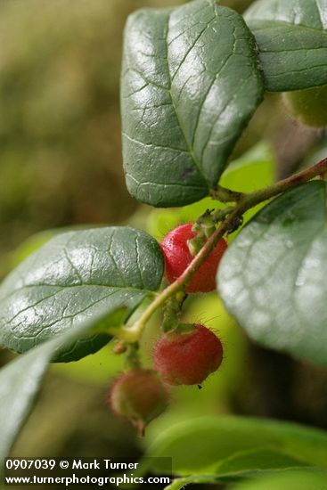 Gaultheria ovatifolia