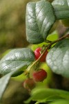 Oregon Wintergreen blossoms & foliage detail