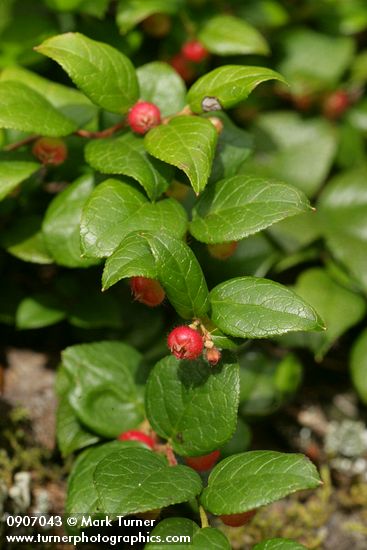 Gaultheria ovatifolia