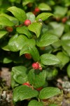 Oregon Wintergreen blossoms & foliage