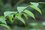 Clasping Twisted Stalk fruit & foliage