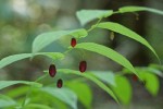 Clasping Twisted Stalk fruit & foliage