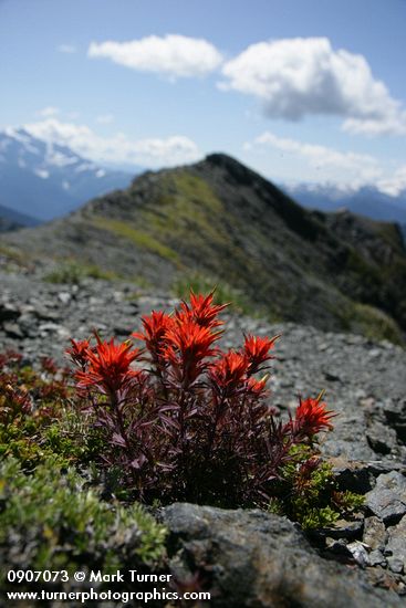 Castilleja rupicola