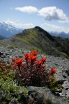 Cliff Paintbrush