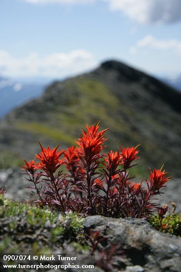 Castilleja rupicola