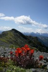 Cliff Paintbrush w/ Mt. Baker soft bkgnd