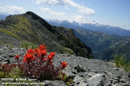 Castilleja rupicola