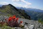 Cliff Paintbrush w/ Mt. Baker soft bkgnd