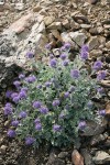 Silky Phacelia on talus