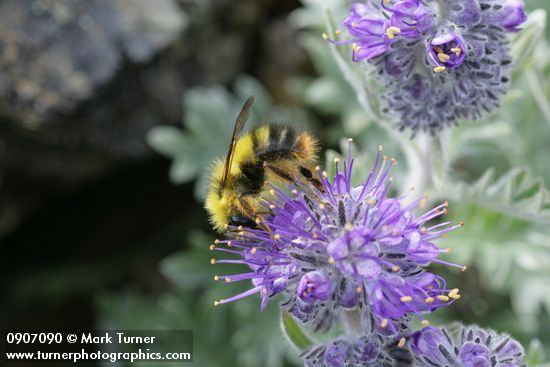 Phacelia sericea; Bombus mixtus