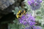 Brown-tailed Bumblebee on Silky Phacelia