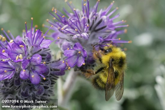 Phacelia sericea; Bombus mixtus