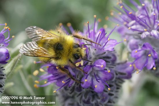 Phacelia sericea; Bombus mixtus