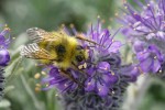 Brown-tailed Bumblebee on Silky Phacelia