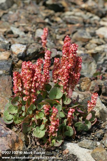 Oxyria digyna
