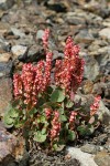 Mountain Sorrel