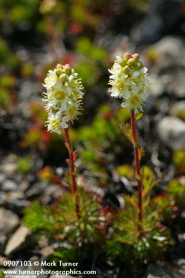 Luetkea pectinata