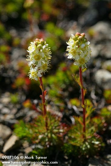 Luetkea pectinata