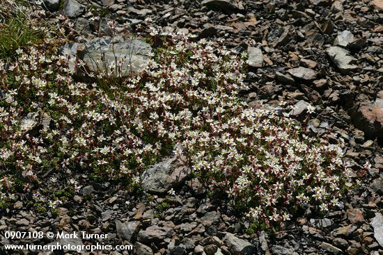 Saxifraga tolmiei