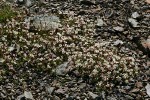 Tolmie's Saxifrage