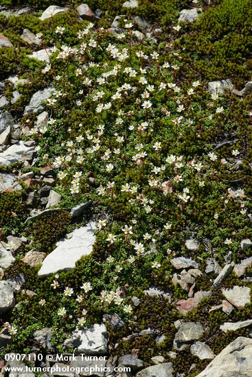 Saxifraga tolmiei