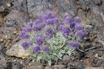 Silky Phacelia