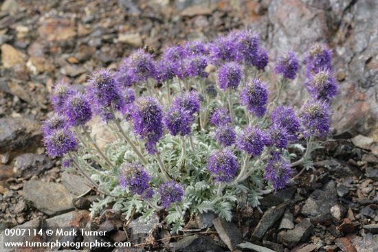 Phacelia sericea