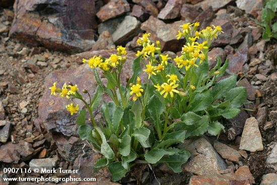 Senecio elmeri