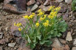 Elmer's Butterweed