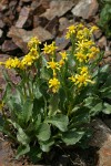 Elmer's Butterweed