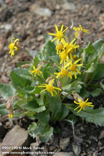 Senecio elmeri