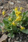 Elmer's Butterweed