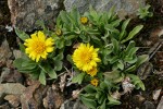 Alpine Gold Daisies