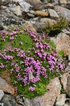 Moss Campion