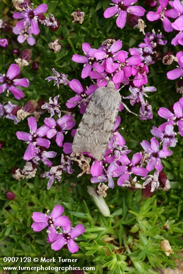 Silene acaulis