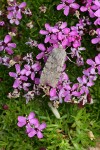 Moth on Moss Campion