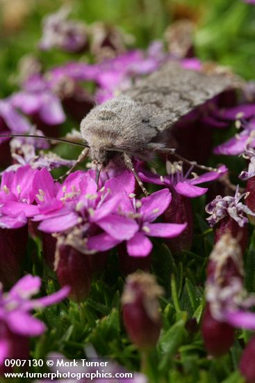 Silene acaulis