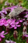 Moth on Moss Campion