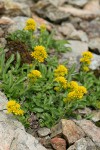 Northern Goldenrod