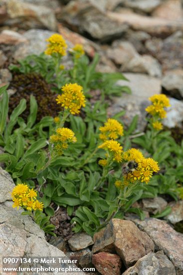 Solidago multiradiata