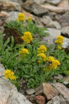 Northern Goldenrod