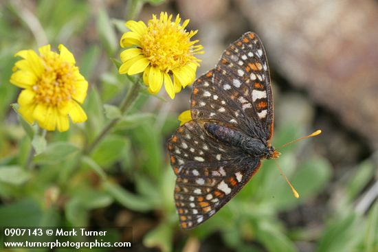 Erigeron aureus; Euphydryas editha